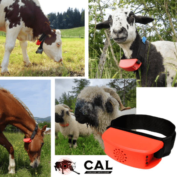développement produit collier anti-loup cical