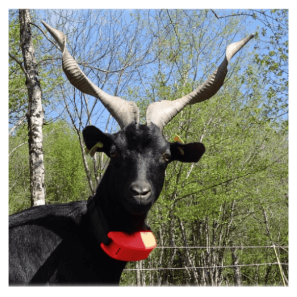 collier anti-loup cical